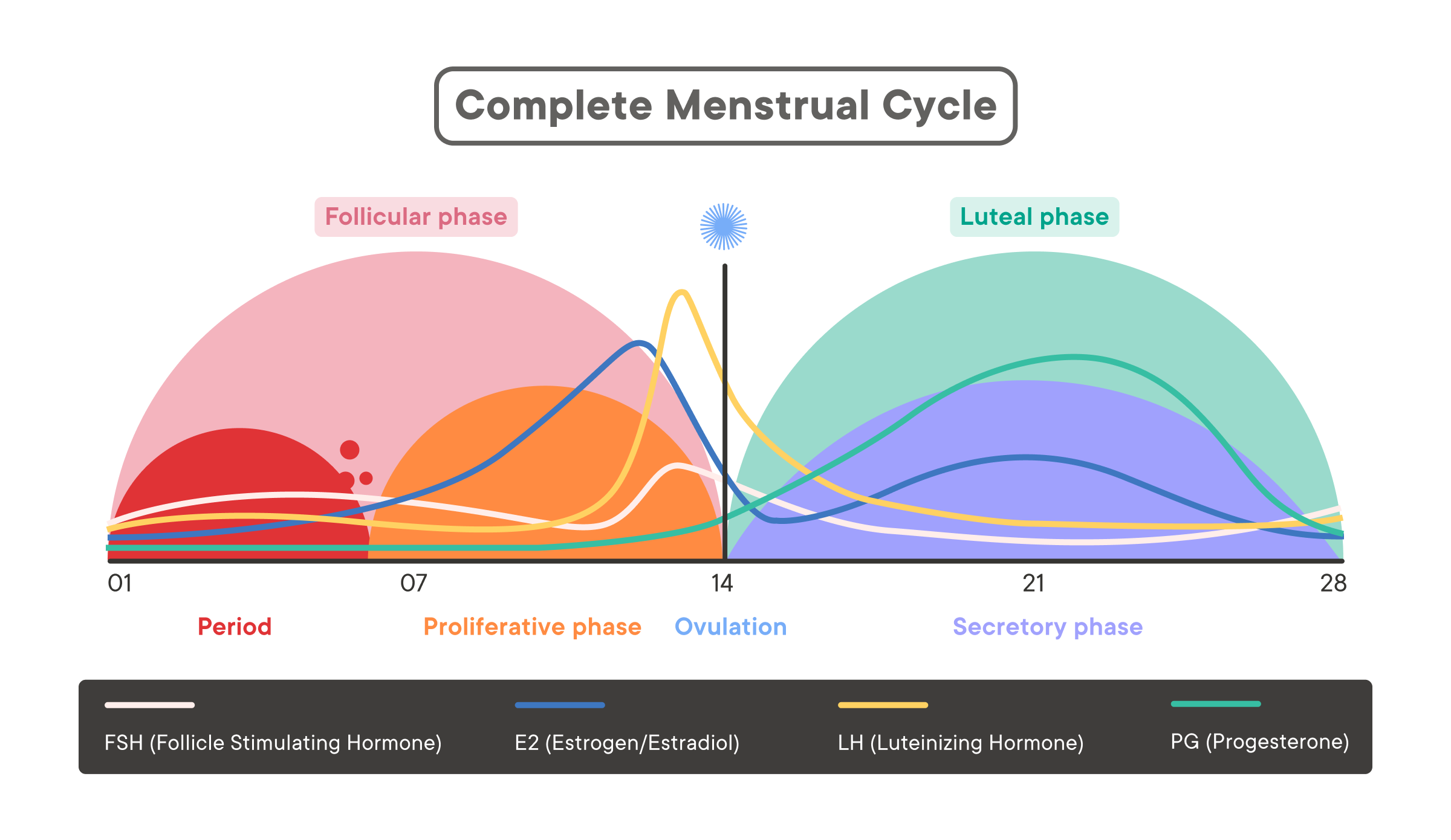 Hormonal Changes Over 24-Hour Period Graphic