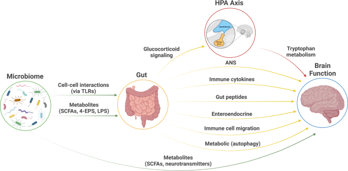 Gut Health and Mental Health Graphic