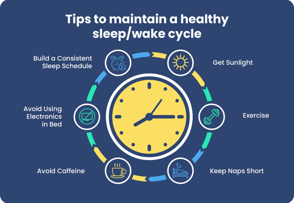 Circadian Rhythms Graphic